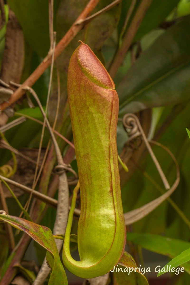Nepenthes distillatoria L.